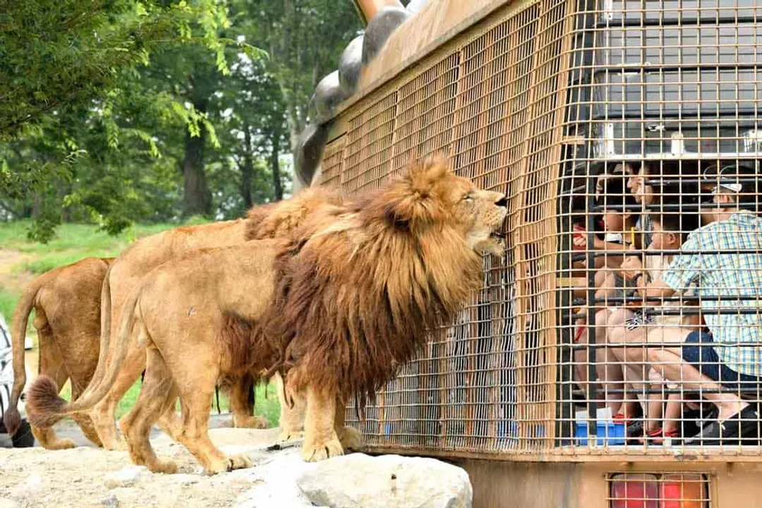 九州自然動物園