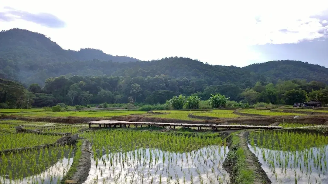 清邁府-香蕉糖渡假村