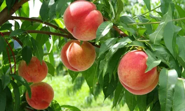 【東京出發】富士山、大石公園和時令水果採摘一日遊｜中英文導遊｜1人成團-7