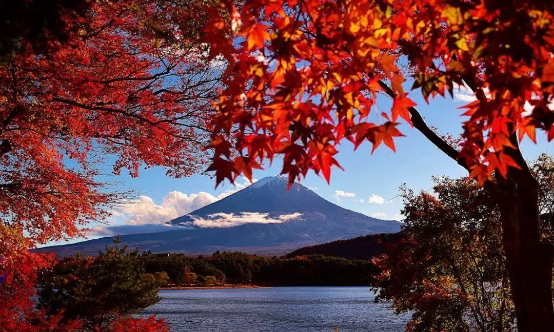 【東京出發】富士山、大石公園和時令水果採摘一日遊｜中英文導遊｜1人成團【已售罄】-5