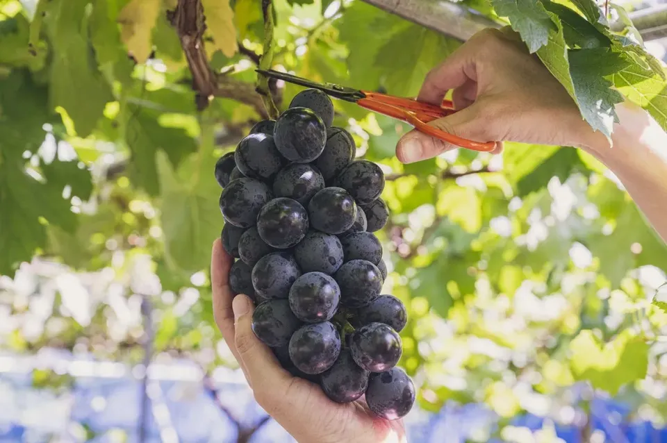 【東京出發】富士山、大石公園和時令水果採摘一日遊｜中英文導遊｜1人成團-9