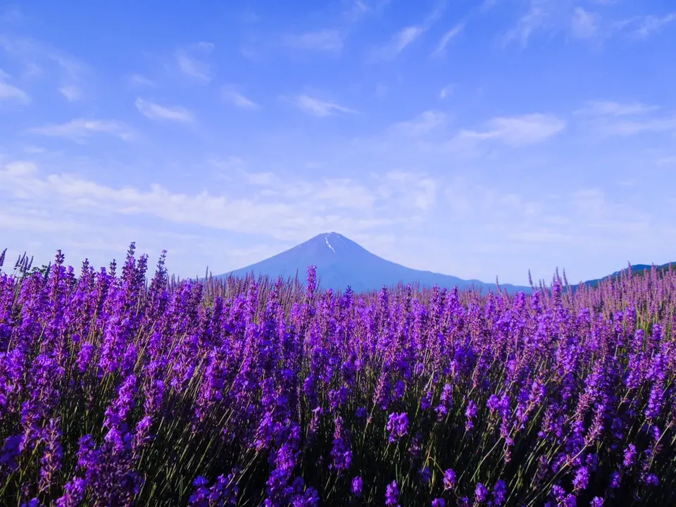 【東京出發】富士山、大石公園和時令水果採摘一日遊｜中英文導遊｜1人成團-2