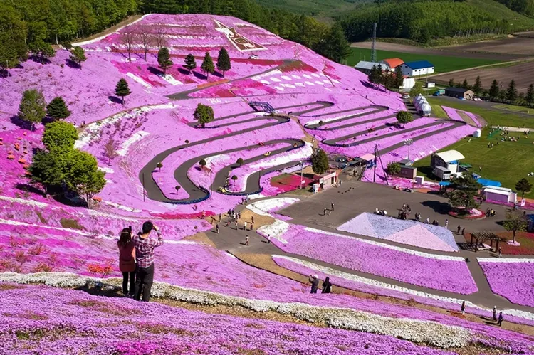 北海道旅遊｜粉紅芝櫻花海.旭山北極熊.熱氣球.幸運之森.銀河流星瀑布.三大蟹美人湯五日｜保住三晚溫泉-1