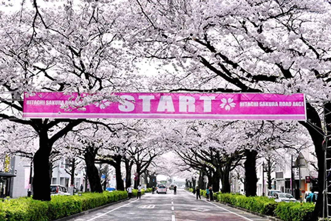【2026日立櫻花馬拉松】參賽權＋超值精選2晚住宿-6