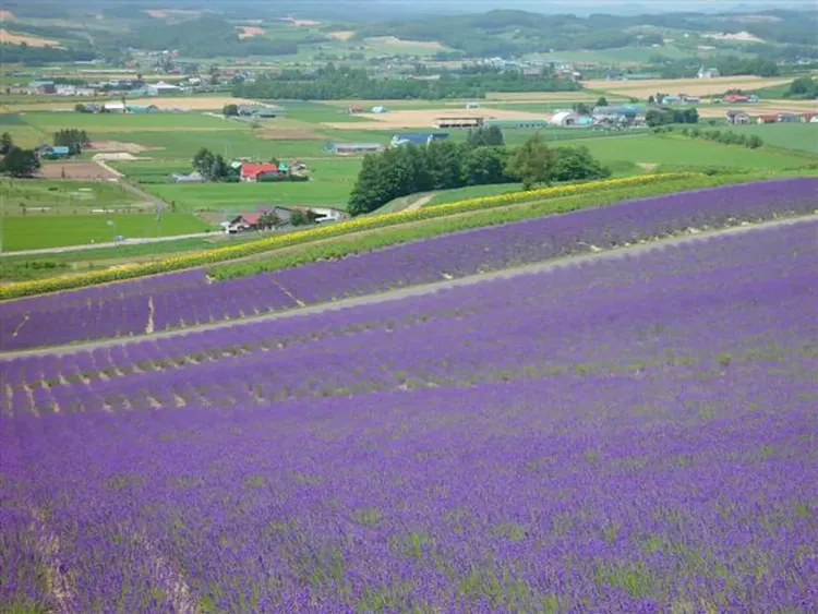 花現富良野(富田農場、四季彩之丘)
