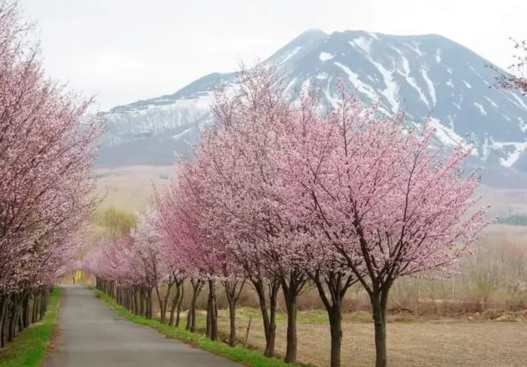 北上展勝地(櫻花百選)