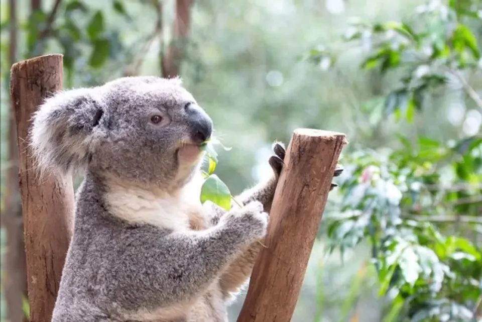 澳洲短期觀光推薦申辦電子旅遊簽證ETA 吉享雪梨～雪梨印象港灣、藍山國家公園、歌劇院雪梨塔、費瑟戴爾動物園七日