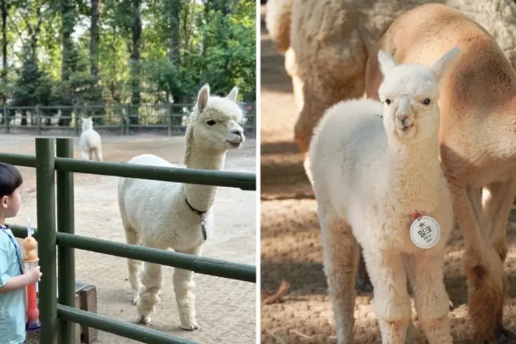 大邱E-WORLD樂園-E-WORLD樂園(空中纜車+83塔觀景台+樂園自由券)