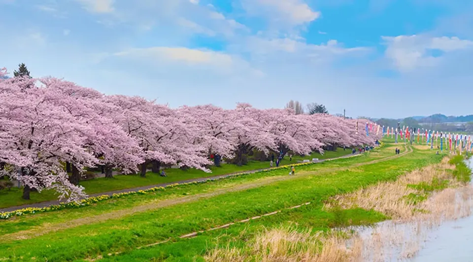 賞櫻預購折2000｜東北～河畔櫻花隧道～北上展勝地．盛岡城跡公園．奧入瀨溪散策．十和田官庁櫻花並木通．神社五日-1