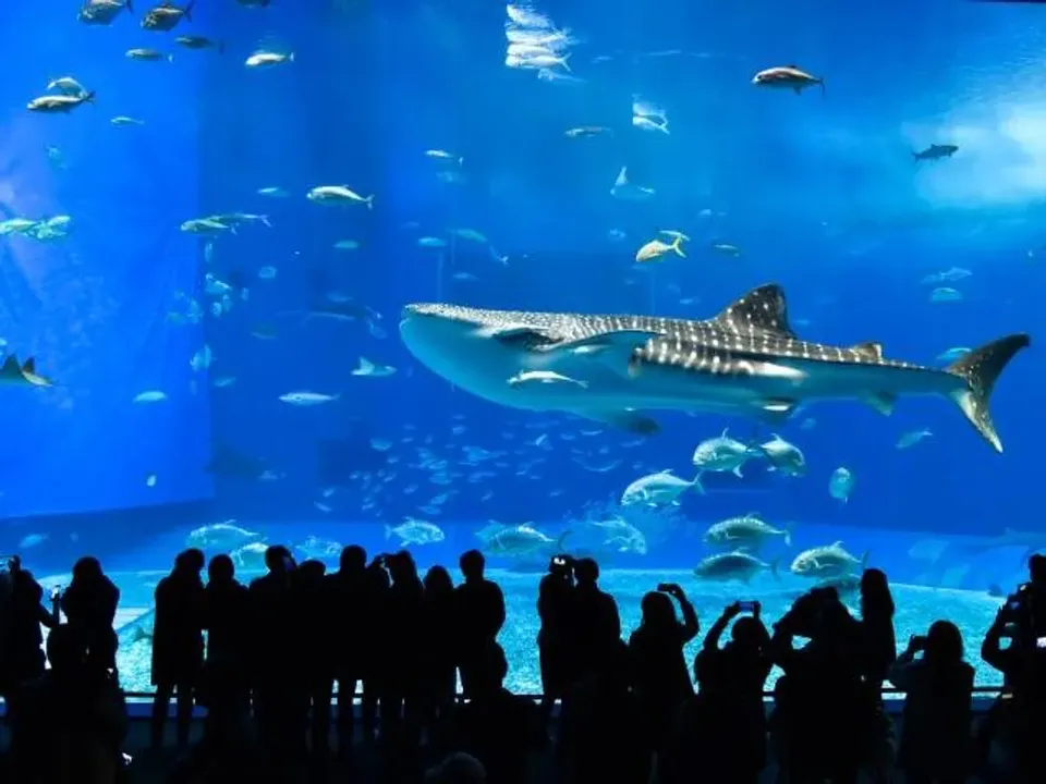 TXG沖繩星體驗～獨享山原風呂、海葡萄王國村、美麗海水族館、那霸半日閒五日-1