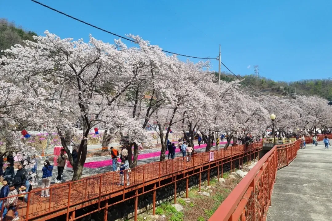 伊甸園櫻花路