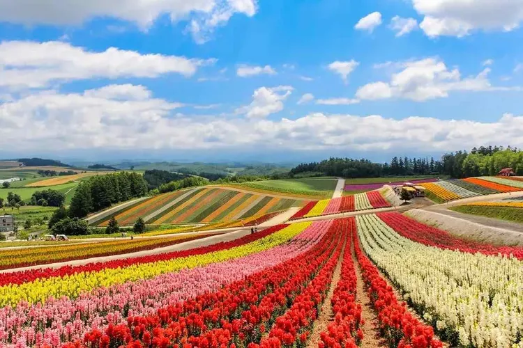 花現富良野(富田農場+四季彩之丘+薰衣草冰淇淋)