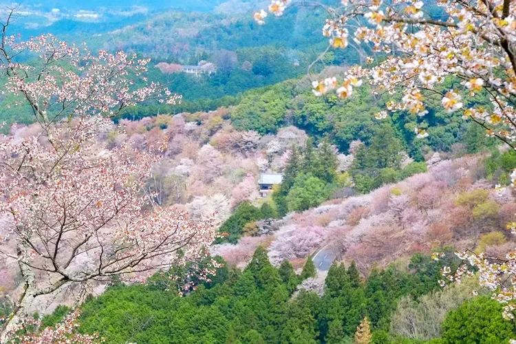 行程簡介-overview