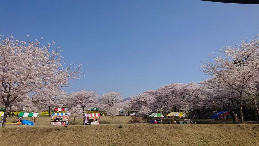 【櫻花季限定-赤城一日遊】渡良瀨川溪谷櫻花列車&赤城南面千本櫻一日遊｜東京/新宿出發-5