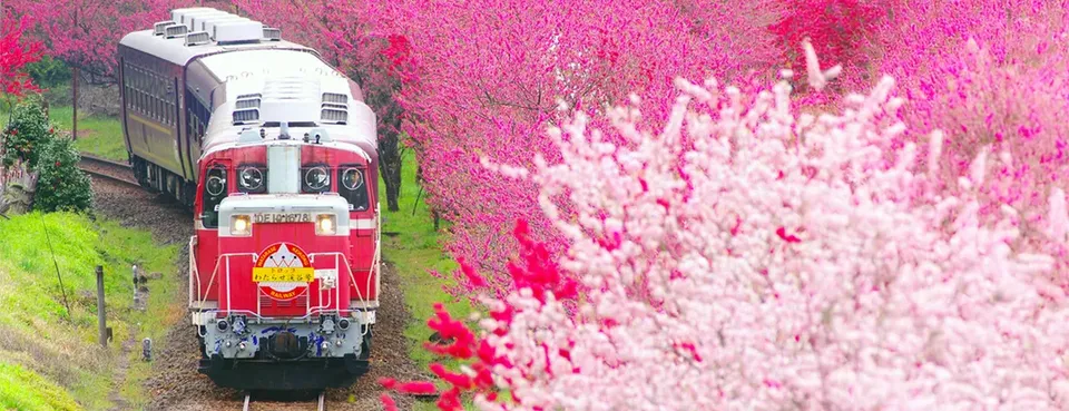 【櫻花季限定-赤城一日遊】渡良瀨川溪谷櫻花列車&赤城南面千本櫻一日遊｜東京/新宿出發-1