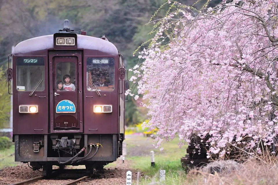【櫻花季限定-東京一日遊】花香櫻韻東京賞櫻名所一日遊｜東京/新宿出發-1
