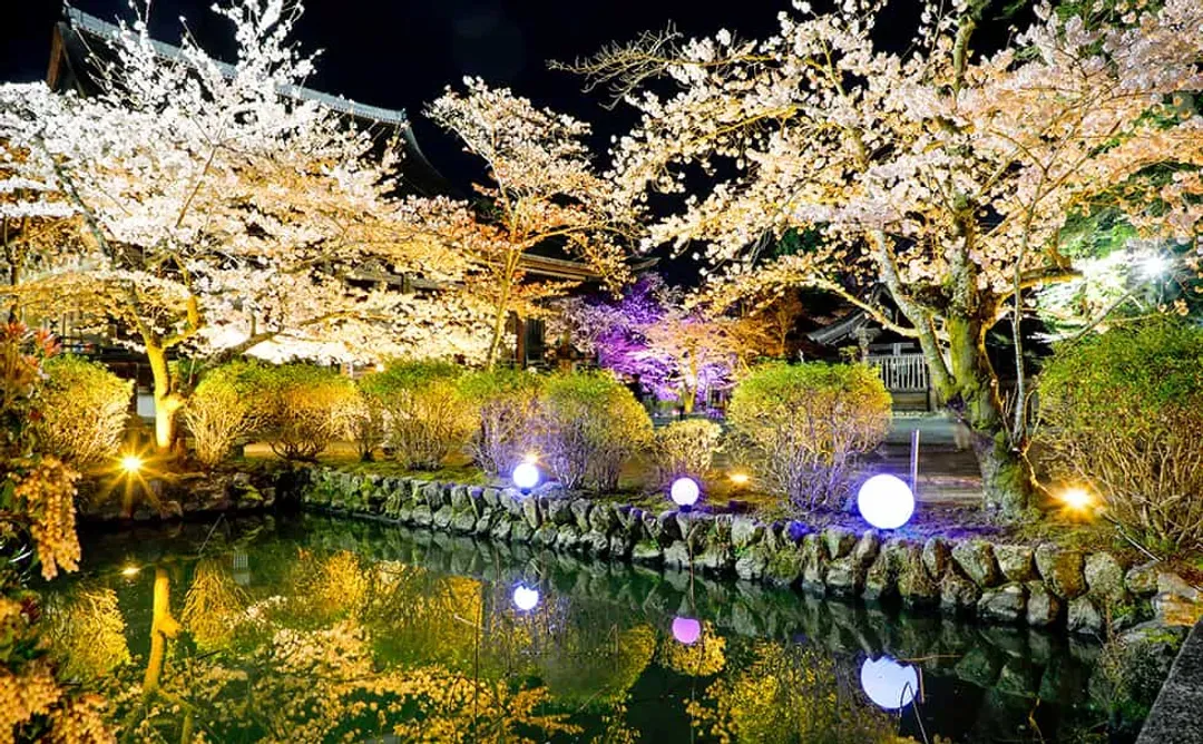 【櫻花季限定-滋賀一日遊】美秀美術館&三井寺賞夜櫻一日遊｜大阪/京都出發-7
