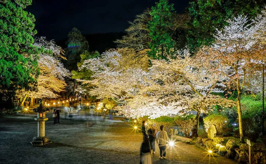 【櫻花季限定-滋賀一日遊】美秀美術館&三井寺賞夜櫻一日遊｜大阪/京都出發-5