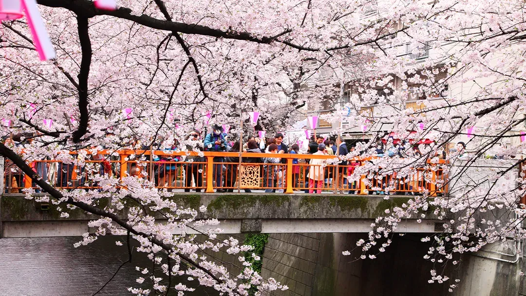 【櫻花季限定-東京一日遊】花香櫻韻東京賞櫻名所一日遊｜東京/新宿出發-7