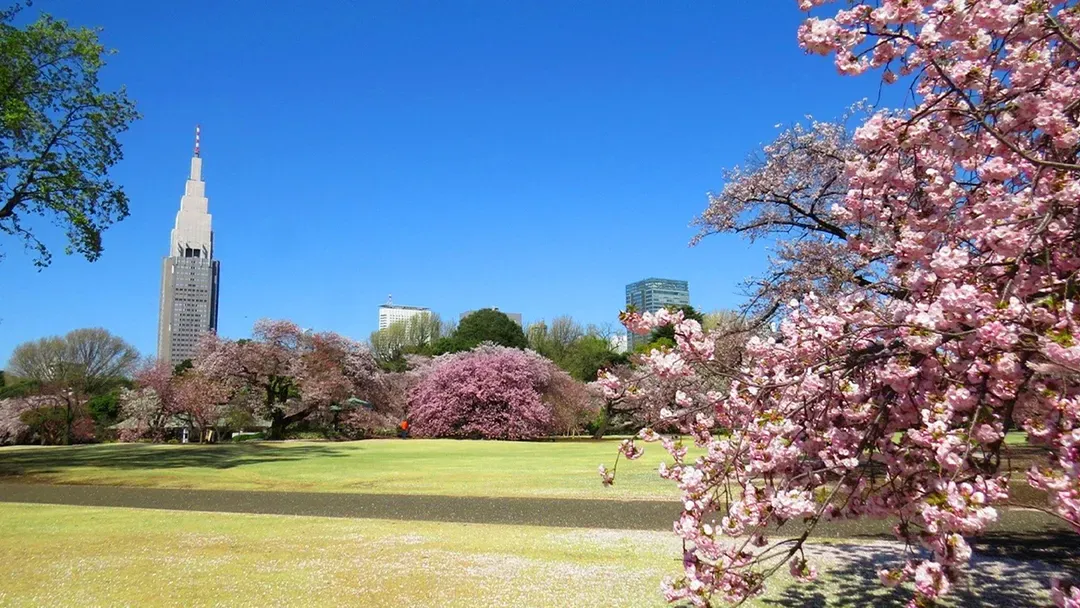 【櫻花季限定-東京一日遊】花香櫻韻東京賞櫻名所一日遊｜東京/新宿出發-9