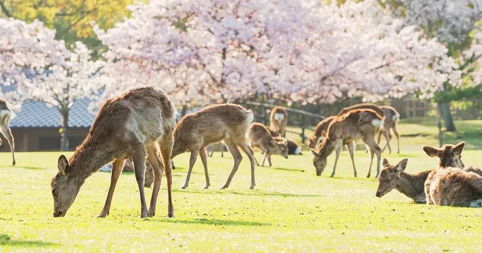 【大阪出發京都一日遊】奈良萌鹿．宇治抹茶溫泉
