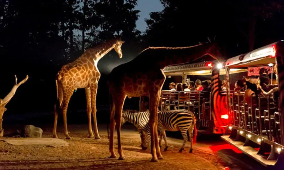 新加坡夜間動物園(含遊園車)