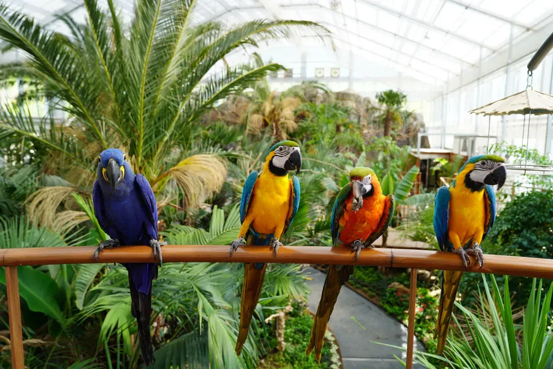 加平海棠鳥園