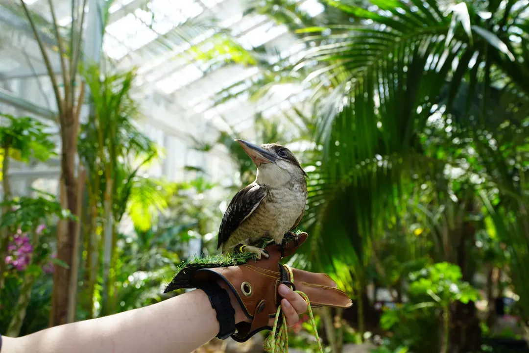 加平海棠鳥園