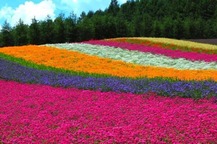 花現富良野(富田農場、四季彩之丘)