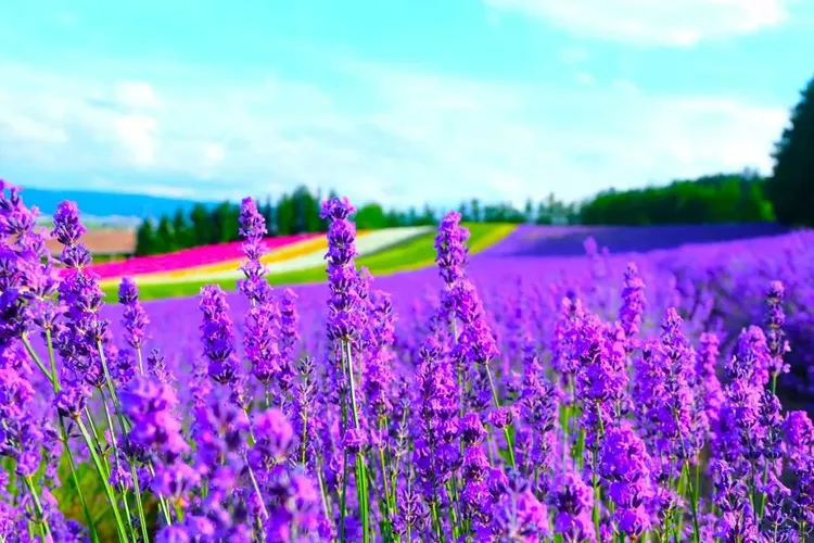花現富良野(富田農場、四季彩之丘)