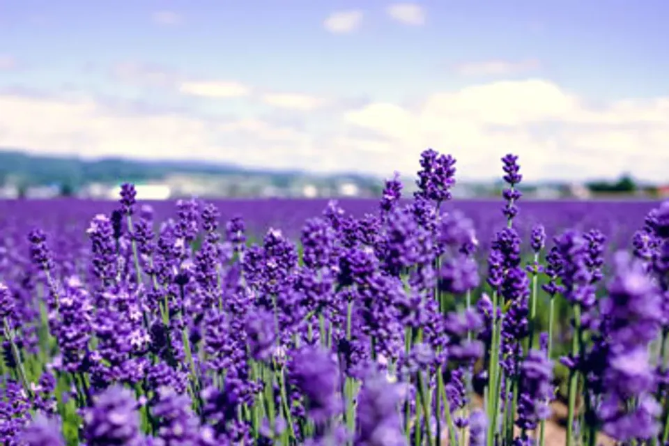 紫享北海道～小樽函館山、富良野薰衣草、洞爺湖花火會、三大蟹溫泉香五日-1