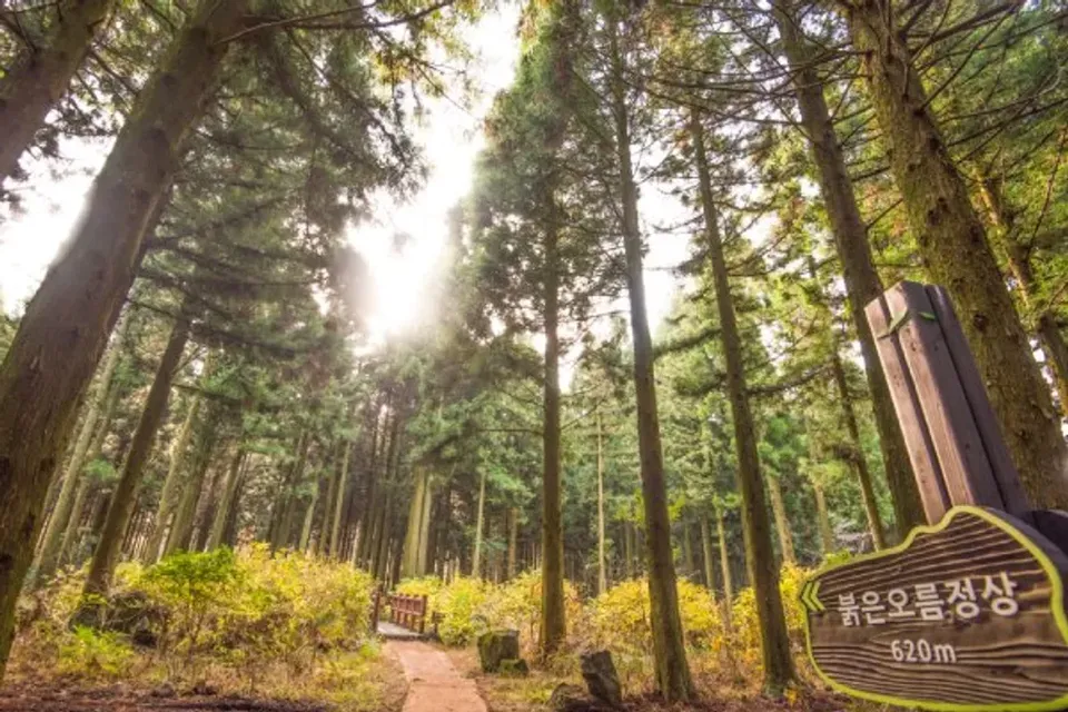 濟州島跟團推薦,濟州遇見你~漢拿山徒步路、玻璃屋泰迪熊、世界自然遺產、乙晚濱海飯店五日