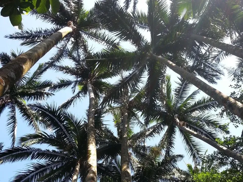 【石垣島港邊接送】郵輪岸上觀光一日遊 5~8小時 ｜ 1-9人坐車可選-10