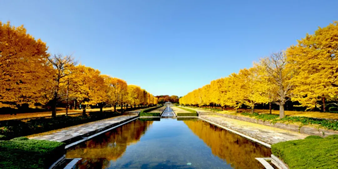 昭和紀念公園(賞銀杏、紅葉)