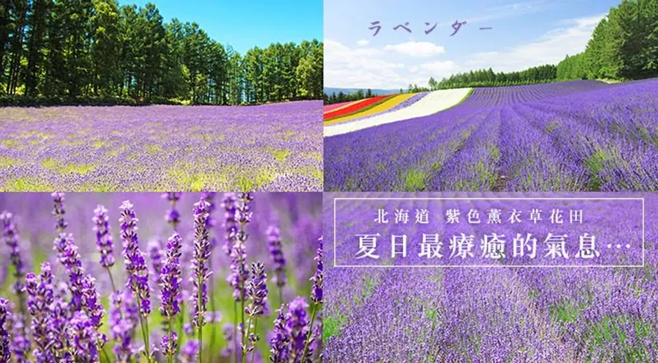 日本跟團行程：暑降北海道｜紫色富良野薰衣草.熱氣球.旭山動物園.美瑛青池.四季彩之丘.小樽漫遊.天狗山纜車.螃蟹吃到飽溫泉六日