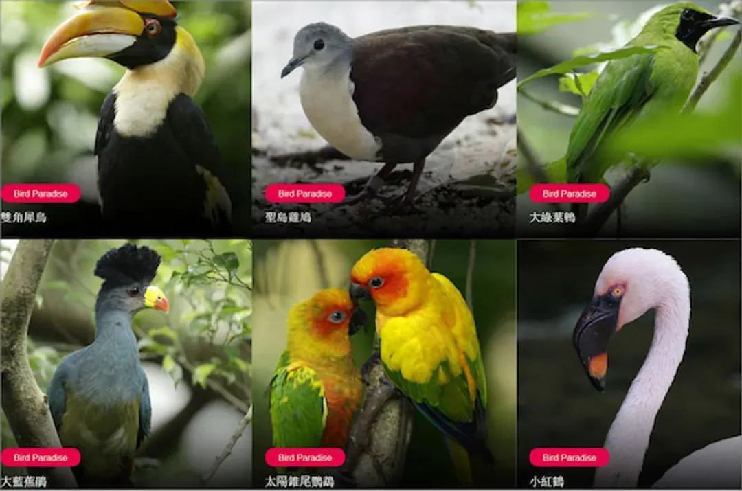 飛禽公園