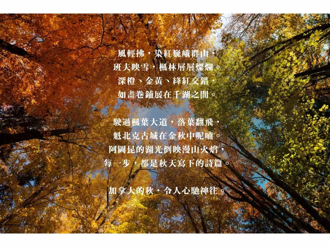 加拿大賞楓