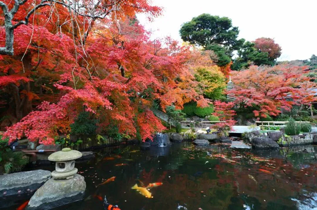 KHH關西深秋楓紅～箕面國家公園、京阪古都秘境、有馬溫泉老街、長腳蟹吃到飽五日