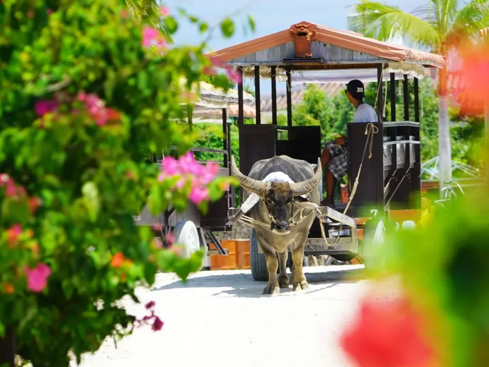 石垣島自由行一日團推薦,【竹富島一日遊】水牛車漫遊古樸小島的悠閒時光|石垣島港出發