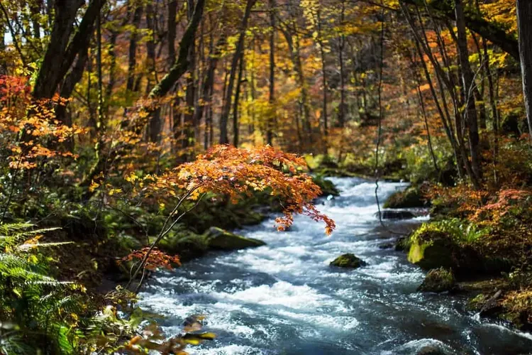 日本賞楓團,東北、紅葉秘境～奧入瀨溪流、猊鼻溪渡輕舟、角館小京都、松島灣遊覽船五日