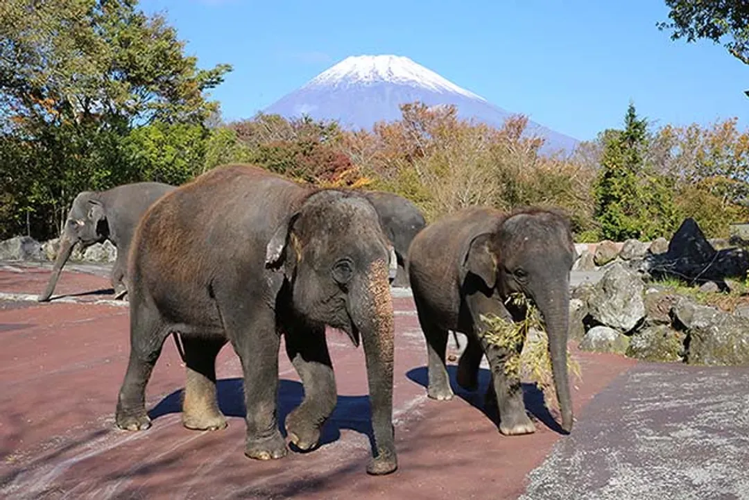 富士野生動物園｜搭乘叢林巴士＋動物餵食