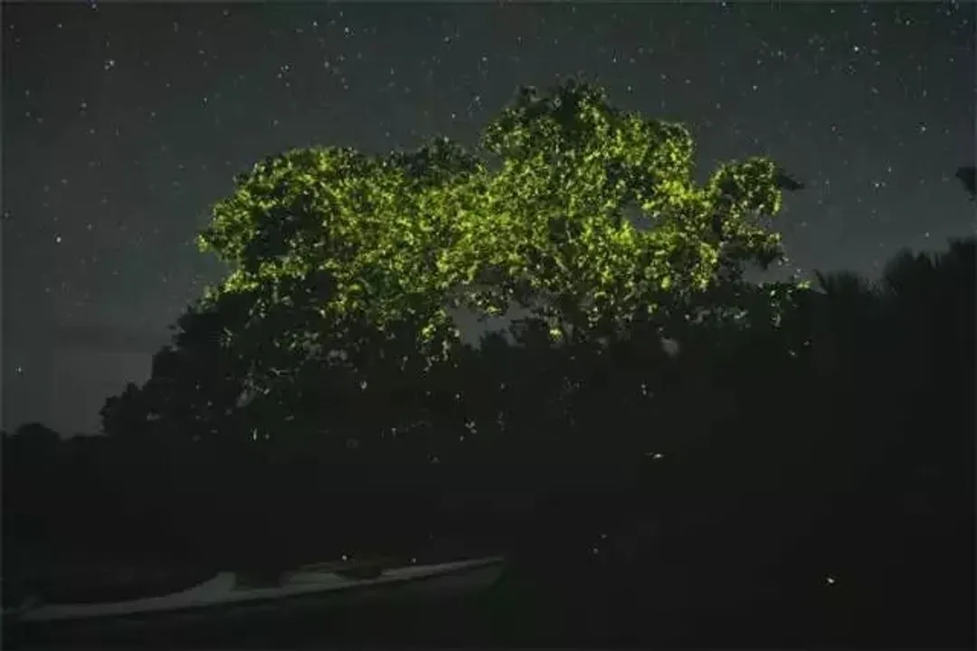 安帕瓦漫遊去(夜賞螢火蟲)