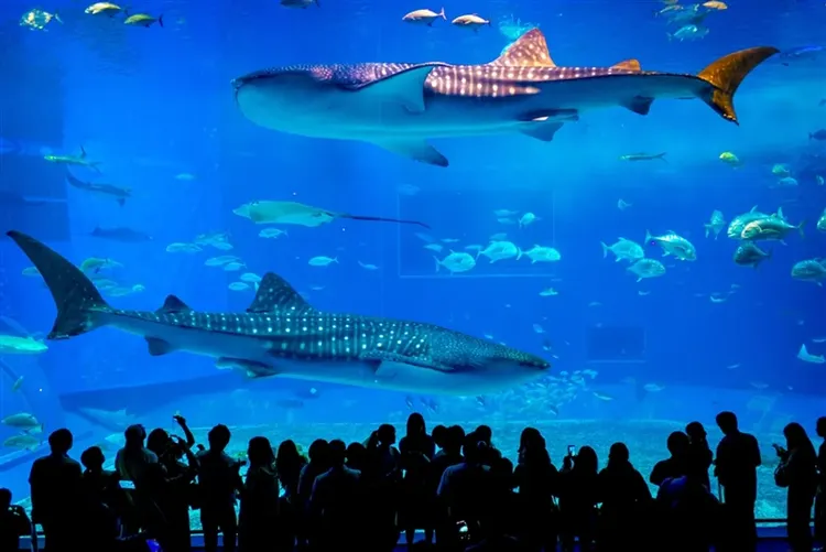 沖繩旅遊｜台灣虎航｜美麗海水族館.海景下午茶.波之上神宮.貓島四日｜高雄來回