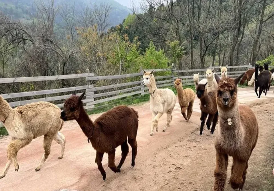 羊駝世界Alpaca World