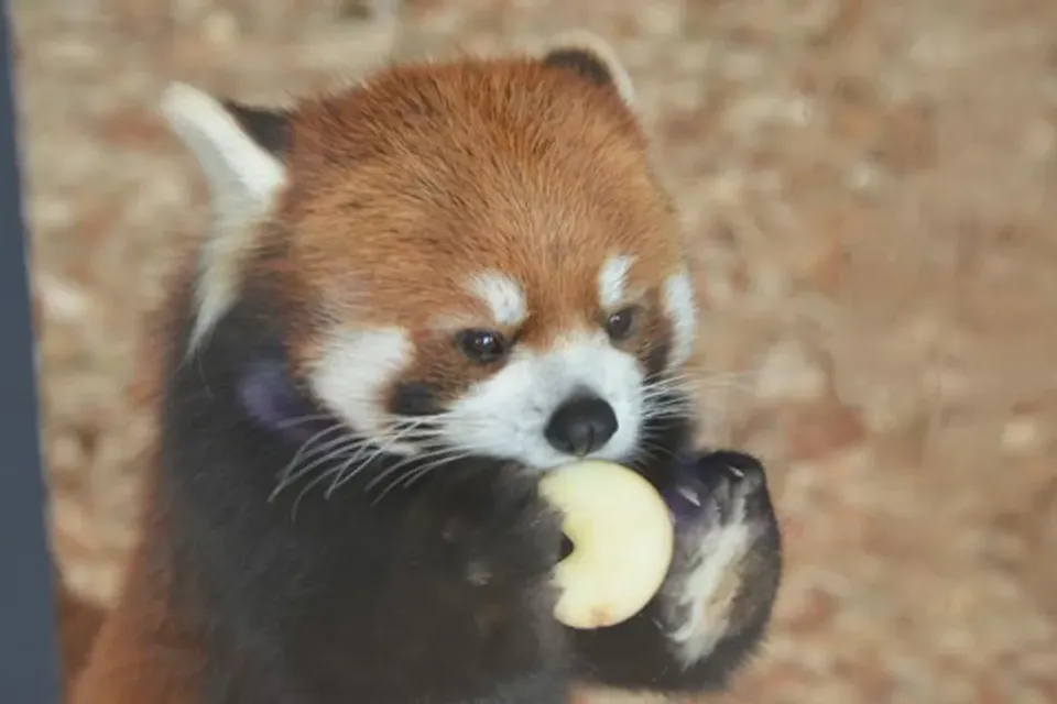 北海道跟團景點推薦，旭山動物園