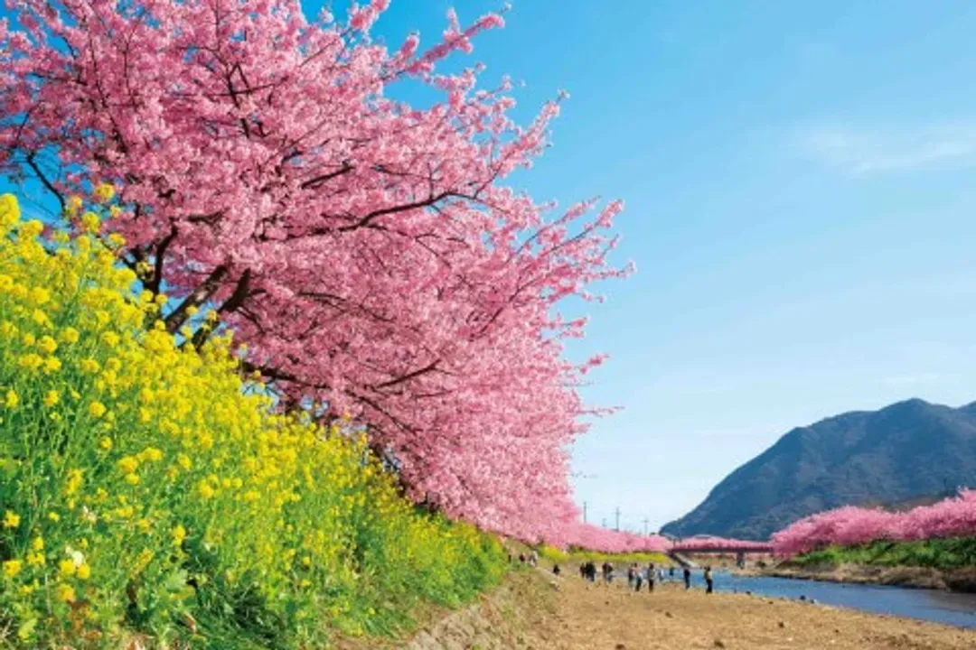 河津櫻花祭(2026/2/7～3/8)