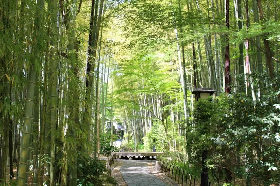 東京河津櫻花～熱海梅花祭、伊豆全景公園、御殿場OUTLET、三晚住宿溫泉五日-8