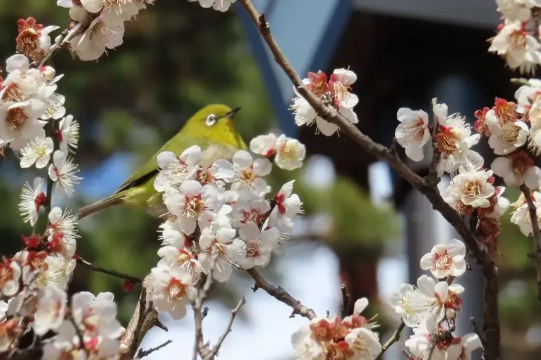 IG@gongon1963-熱海梅園梅花祭