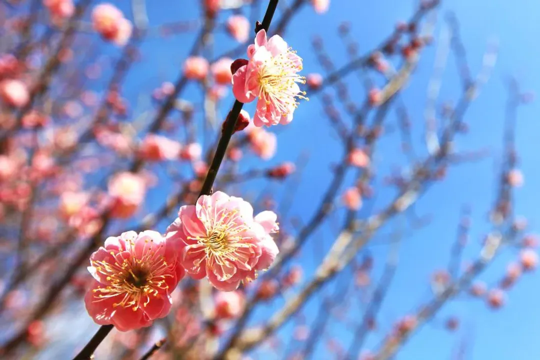 熱海梅園梅花祭