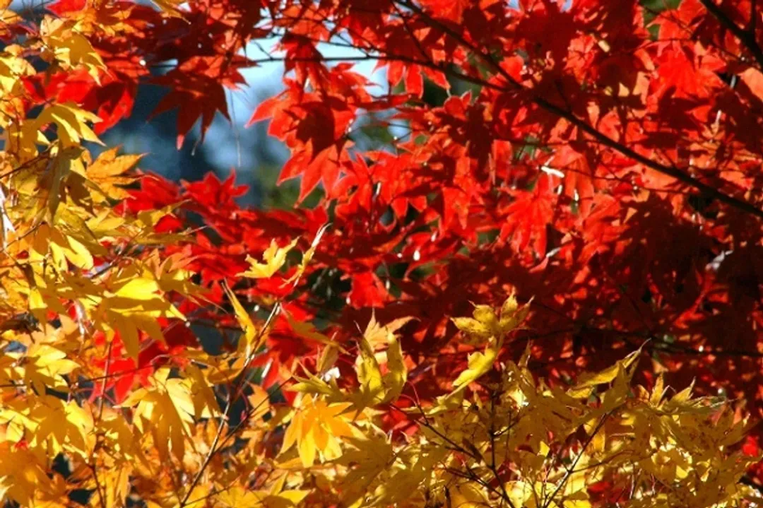身延山楓紅巡禮